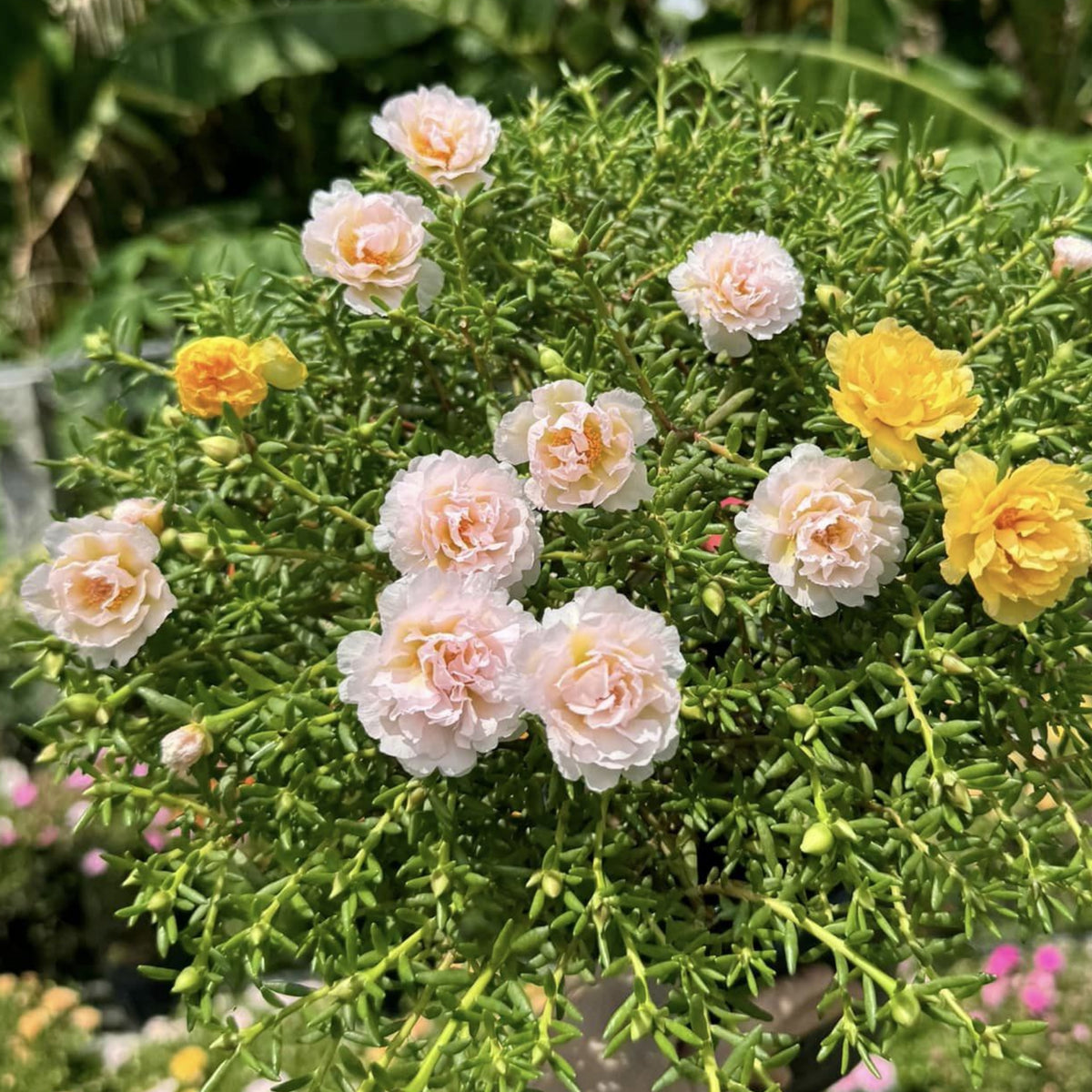 30-Light Pink Moss Rose (Portulaca Grandiflora)-8180 Seeds