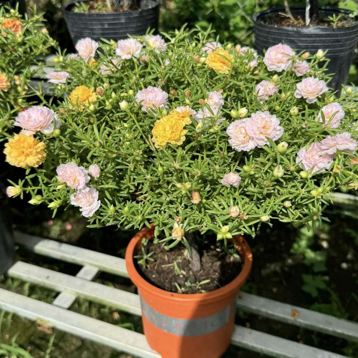 30-Light Pink Moss Rose (Portulaca Grandiflora)-8180 Seeds