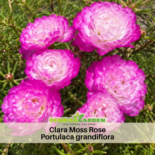 Moss Rose Seeds - Tangerine Seeds, Portulaca Seeds, 30 seeds