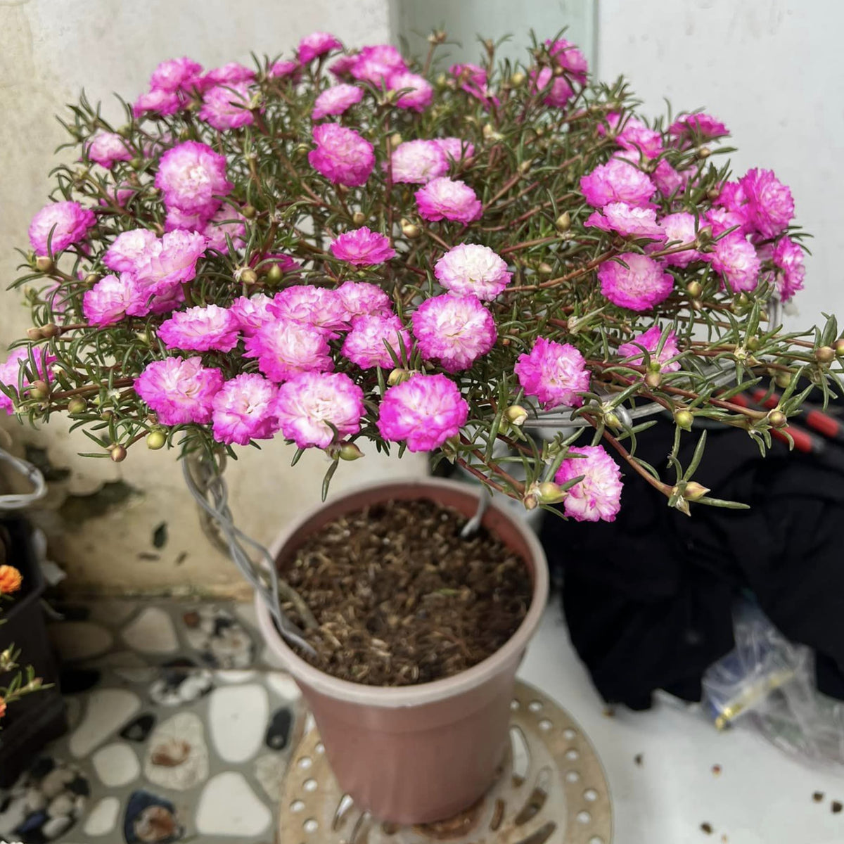Moss Rose Seeds - Tangerine Seeds, Portulaca Seeds, 30 seeds