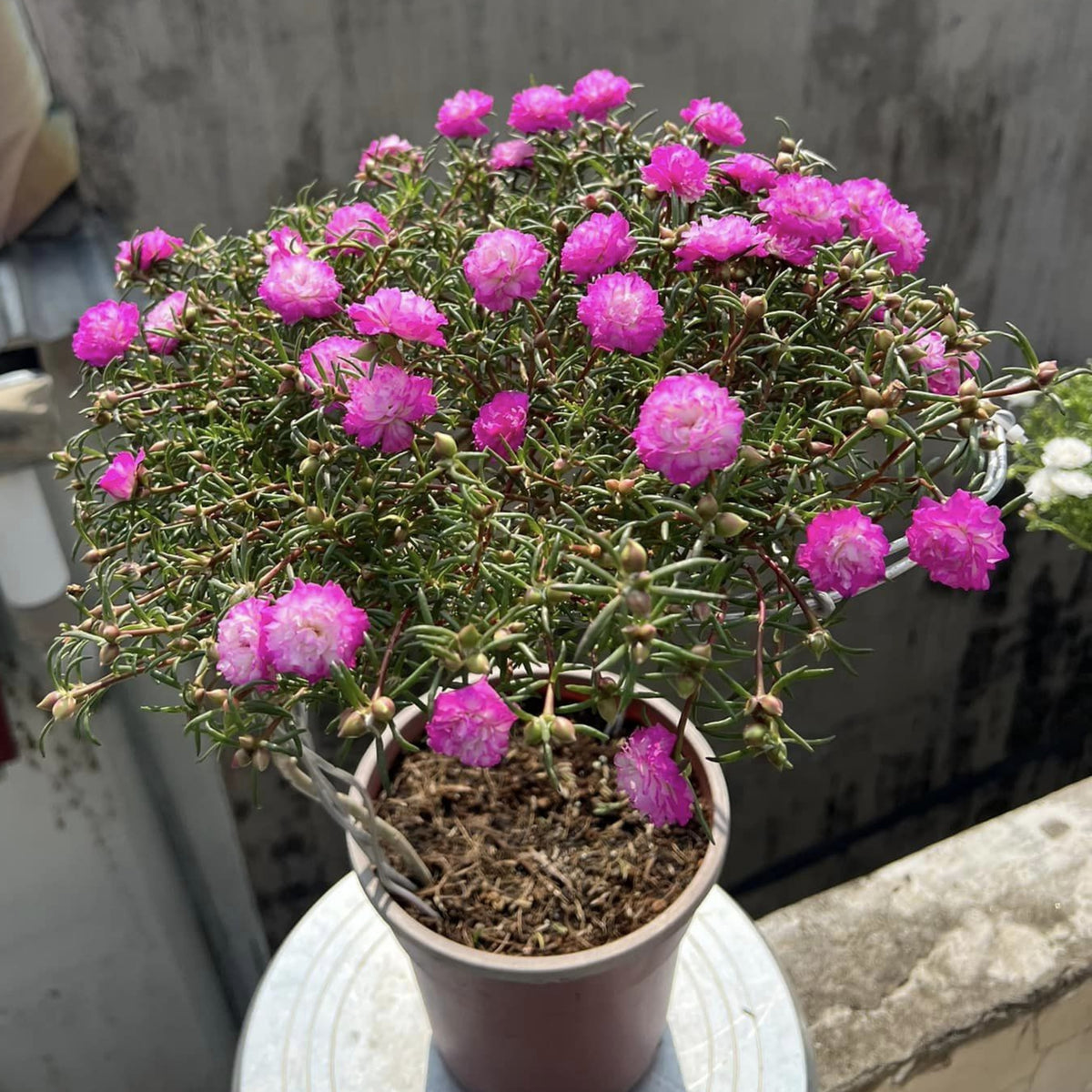 Moss Rose Seeds - Tangerine Seeds, Portulaca Seeds, 30 seeds