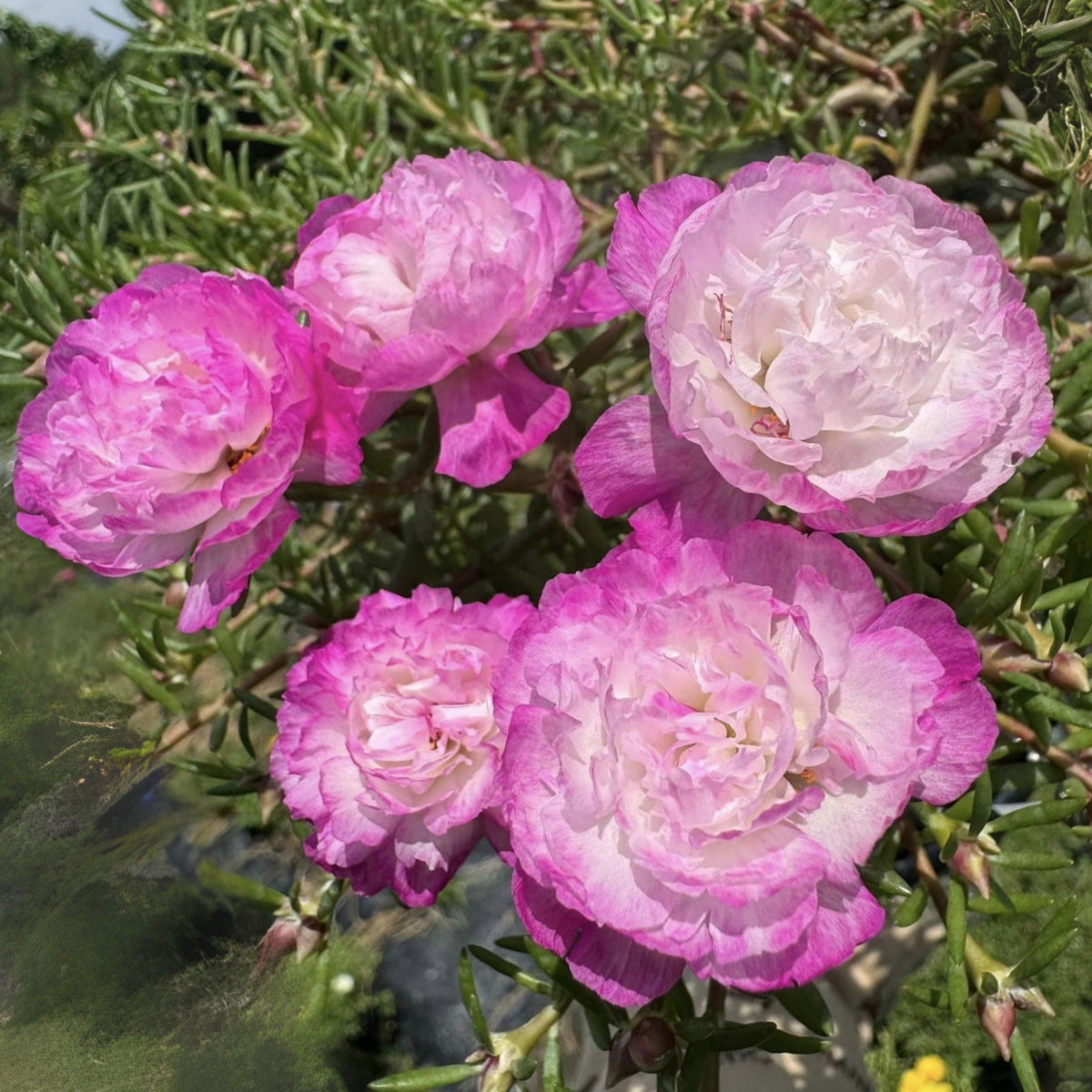 Moss Rose Seeds - Tangerine Seeds, Portulaca Seeds, 30 seeds