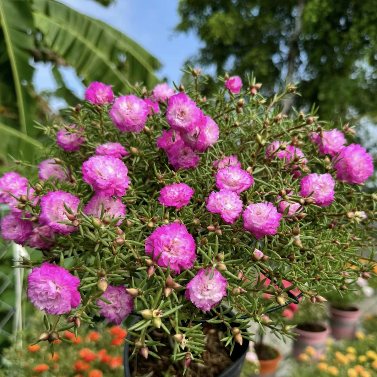 Moss Rose Seeds - Tangerine Seeds, Portulaca Seeds, 30 seeds