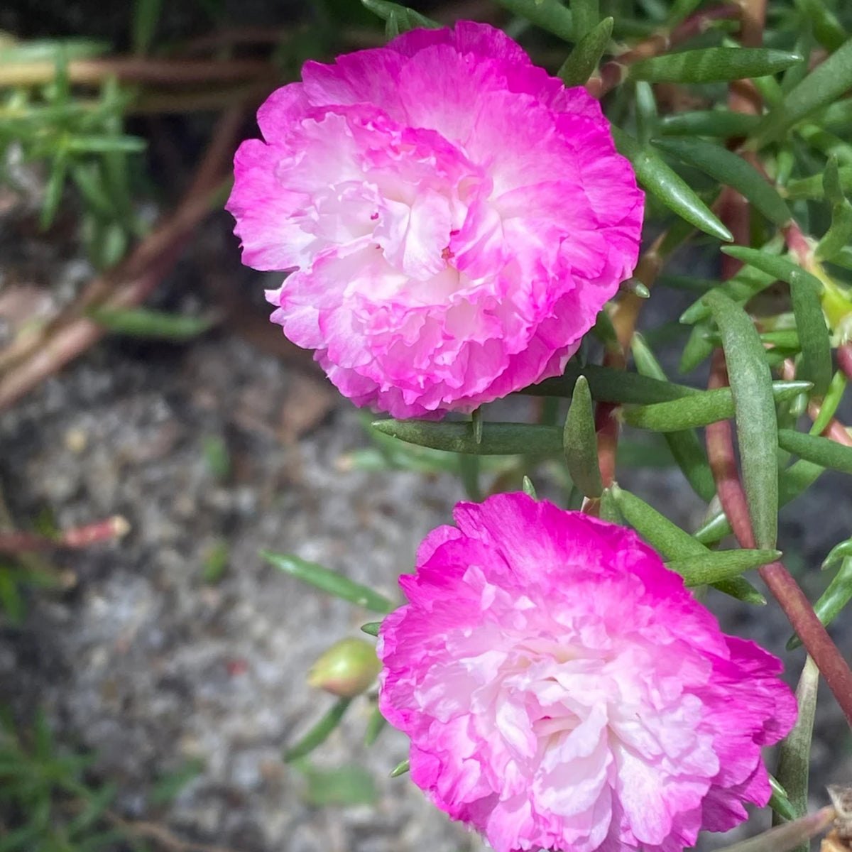 Moss Rose Seeds - Tangerine Seeds, Portulaca Seeds, 30 seeds