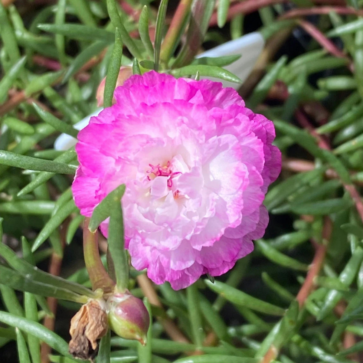 Moss Rose Seeds - Tangerine Seeds, Portulaca Seeds, 30 seeds