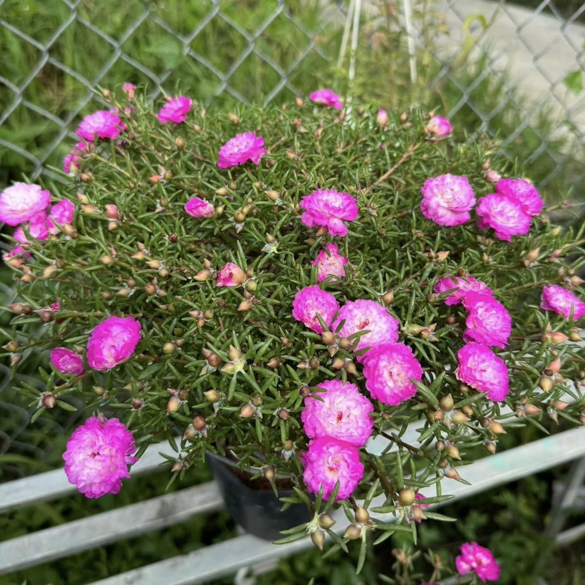 Moss Rose Seeds - Tangerine Seeds, Portulaca Seeds, 30 seeds