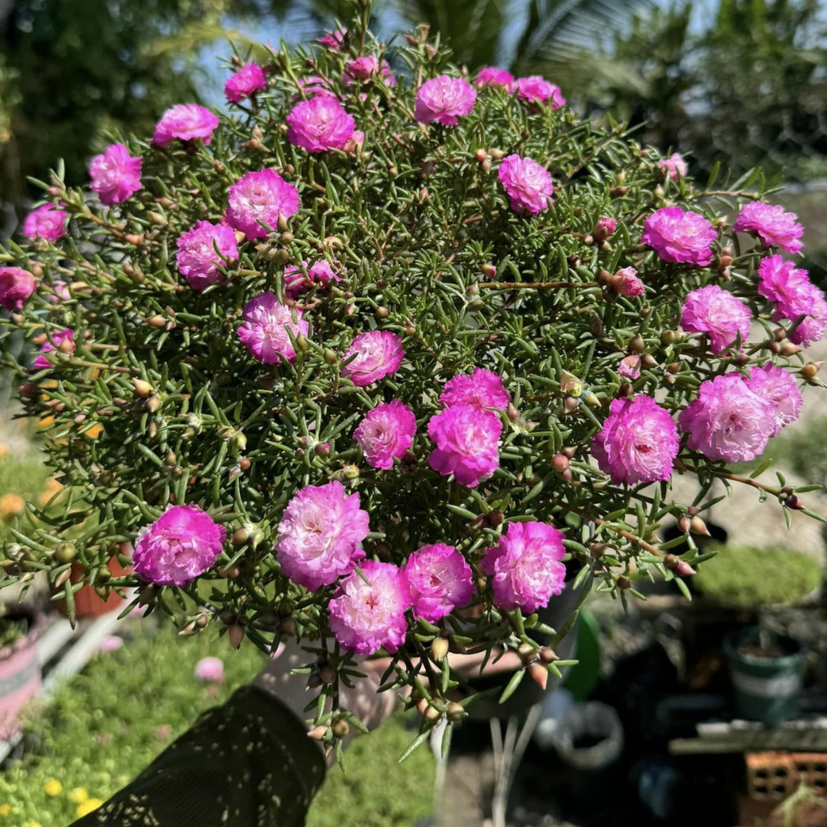 Moss Rose Seeds - Tangerine Seeds, Portulaca Seeds, 30 seeds