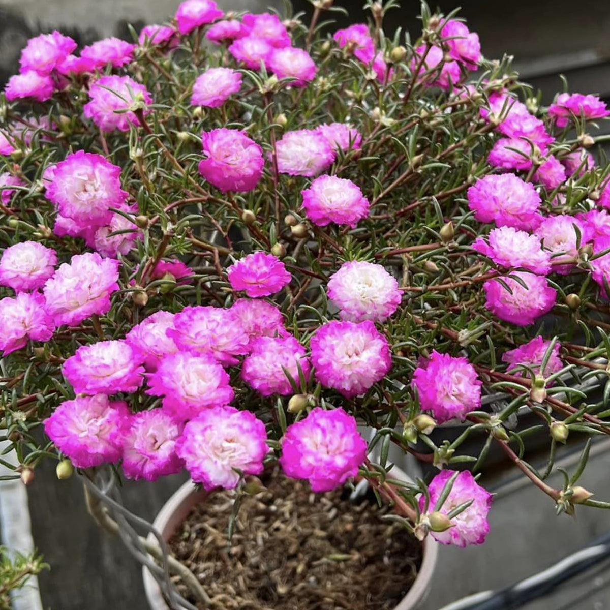 Moss Rose Seeds - Tangerine Seeds, Portulaca Seeds, 30 seeds