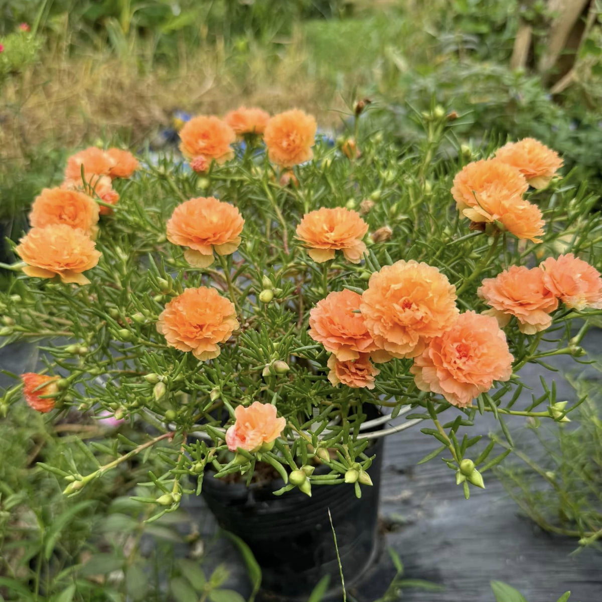 Purslane Seeds - Green Seeds, Portulaca Seeds, 30 seeds