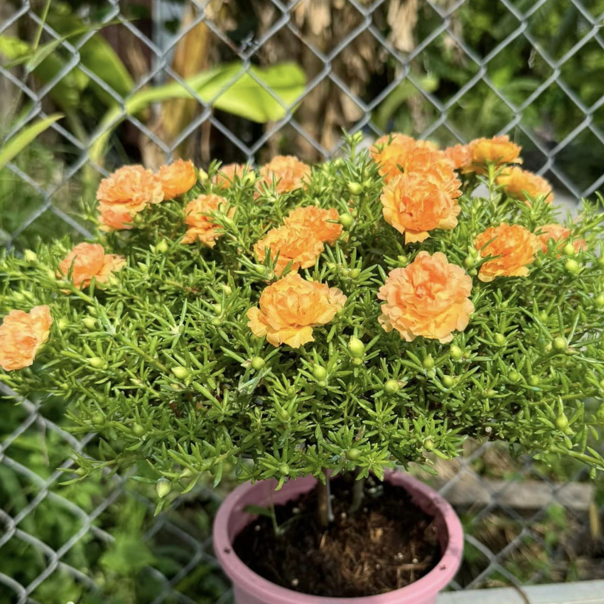 Purslane Seeds - Green Seeds, Portulaca Seeds, 30 seeds
