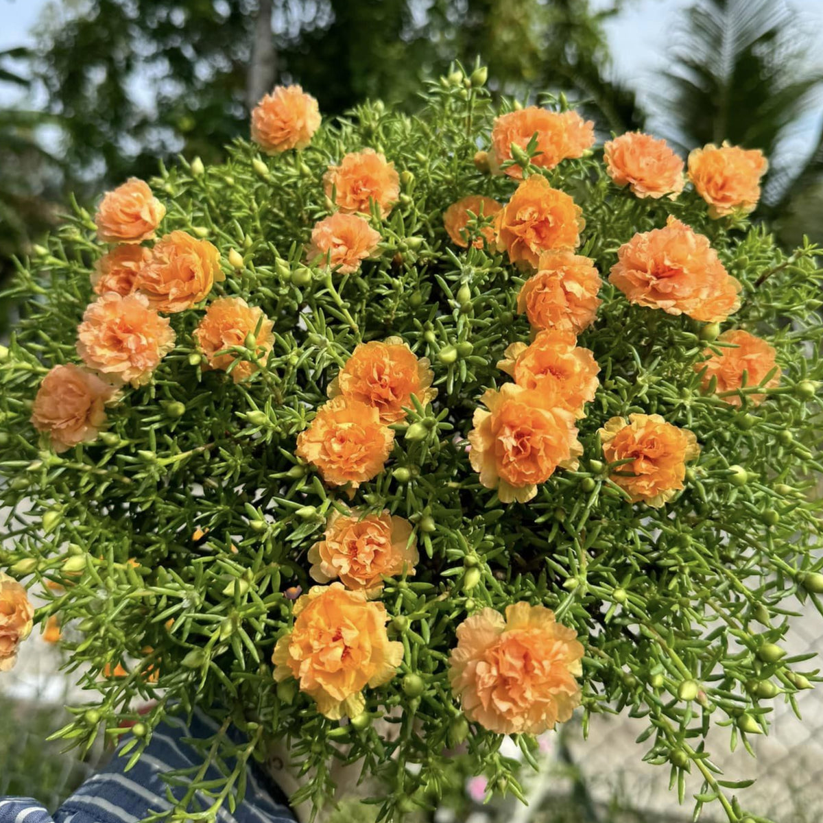 Purslane Seeds - Green Seeds, Portulaca Seeds, 30 seeds