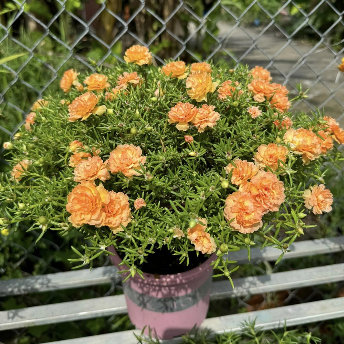 Purslane Seeds - Green Seeds, Portulaca Seeds, 30 seeds