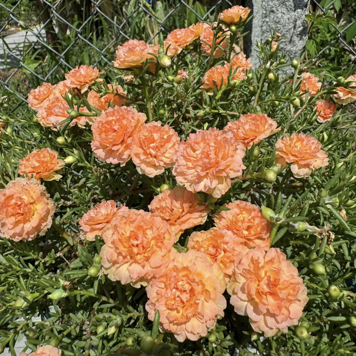 Purslane Seeds - Green Seeds, Portulaca Seeds, 30 seeds