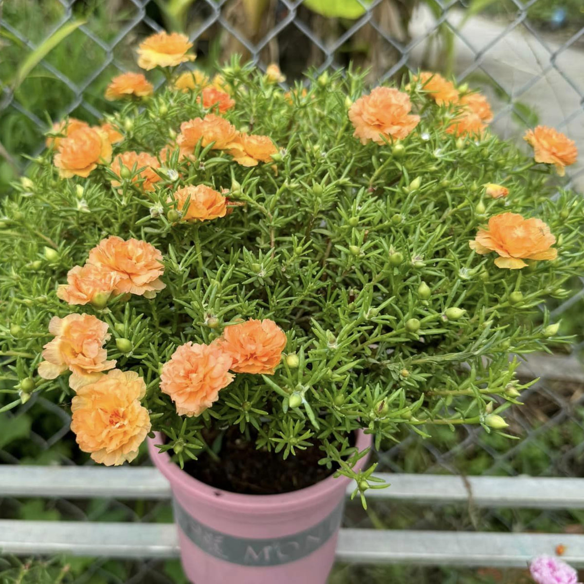 Purslane Seeds - Green Seeds, Portulaca Seeds, 30 seeds