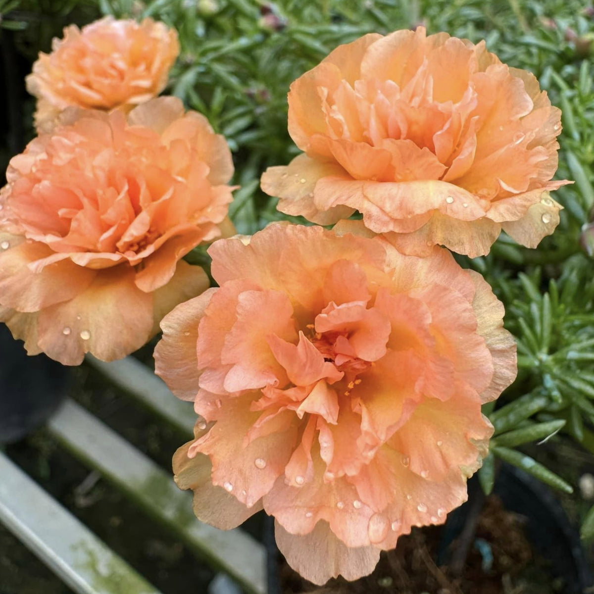 Purslane Seeds - Green Seeds, Portulaca Seeds, 30 seeds