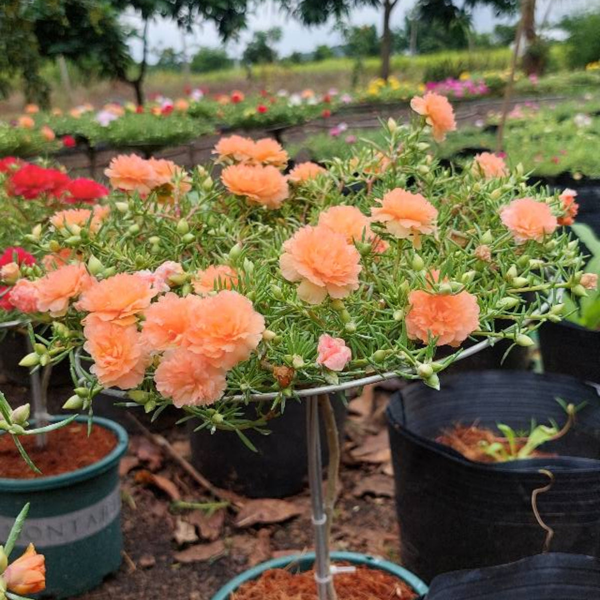 Purslane Seeds - Green Seeds, Portulaca Seeds, 30 seeds