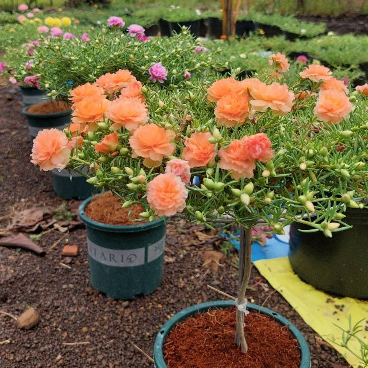 Purslane Seeds - Green Seeds, Portulaca Seeds, 30 seeds