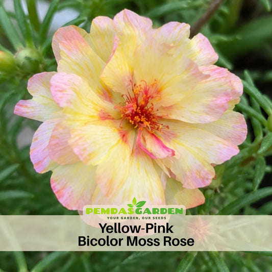 30-Yellow-Pink Bicolor Moss Rose-8183 Seeds