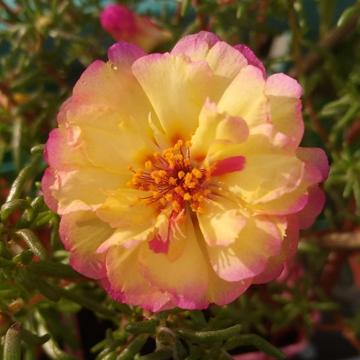 30-Yellow-Pink Bicolor Moss Rose-8183 Seeds