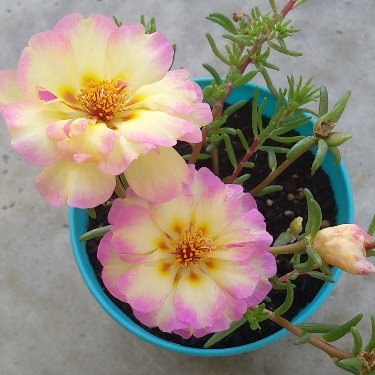 30-Yellow-Pink Bicolor Moss Rose-8183 Seeds