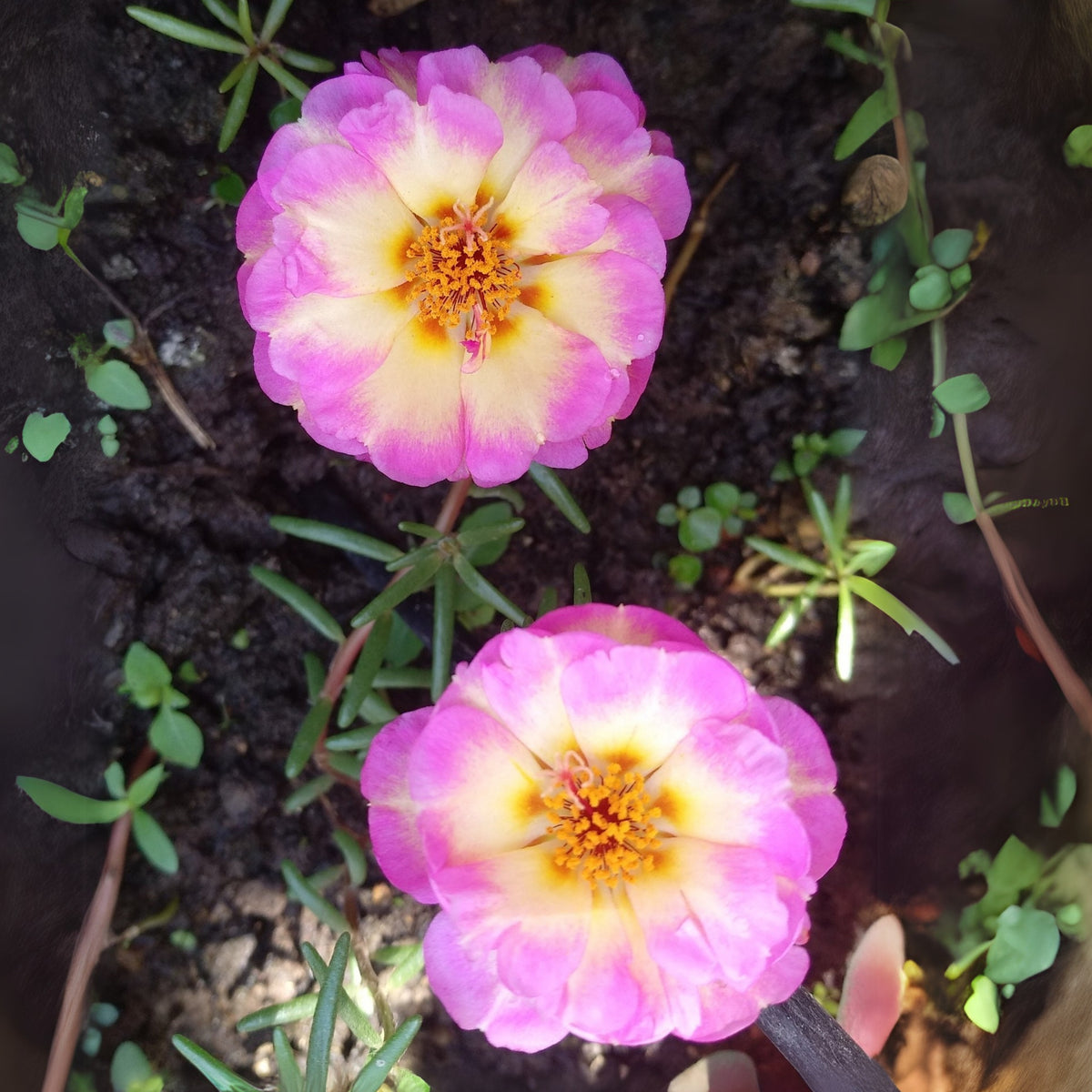 30-Yellow-Pink Bicolor Moss Rose-8183 Seeds