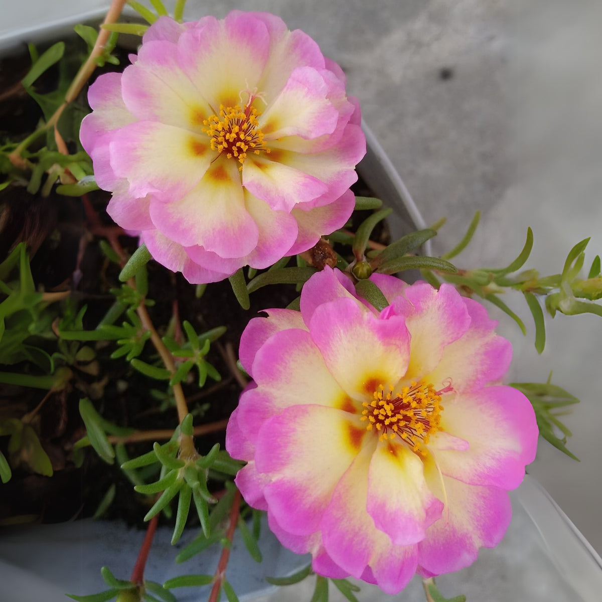 30-Yellow-Pink Bicolor Moss Rose-8183 Seeds