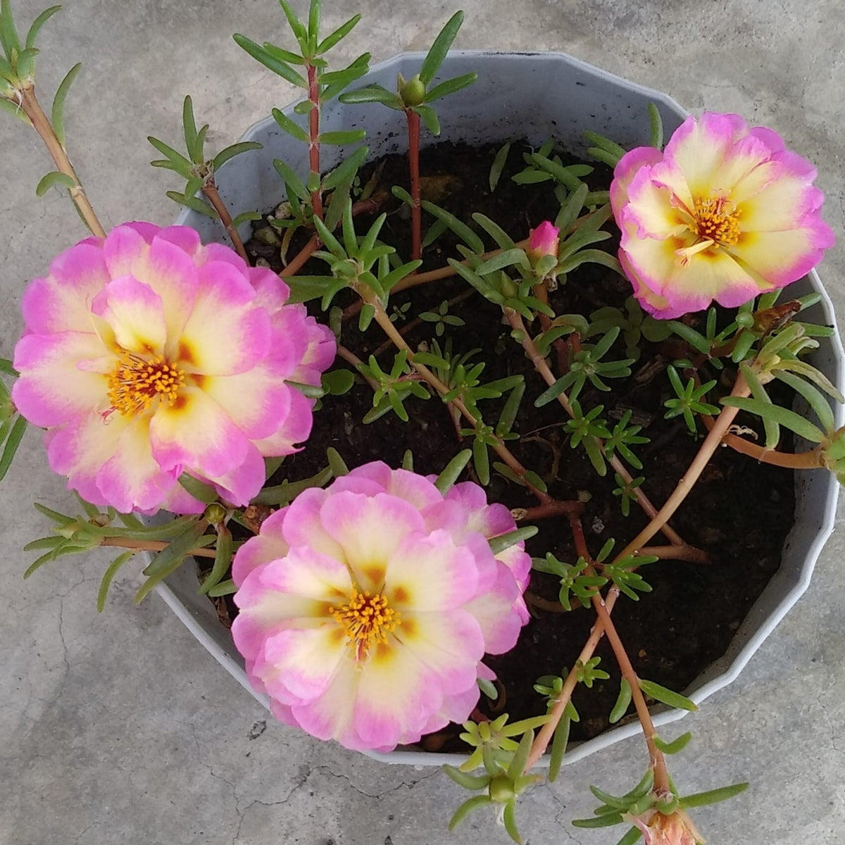 30-Yellow-Pink Bicolor Moss Rose-8183 Seeds