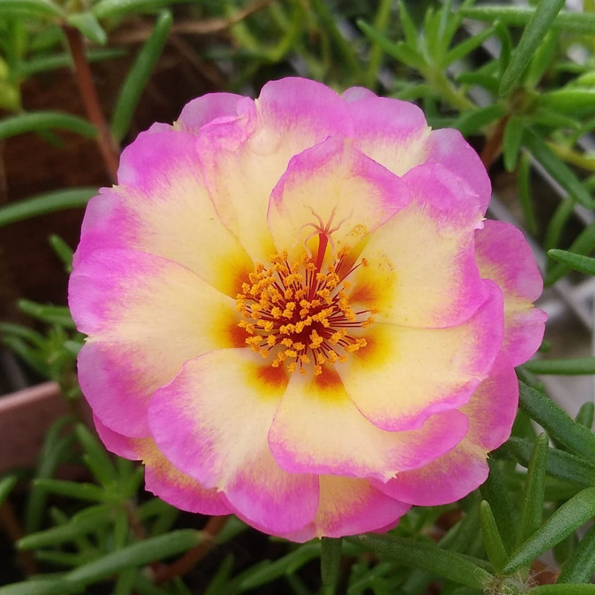 30-Yellow-Pink Bicolor Moss Rose-8183 Seeds