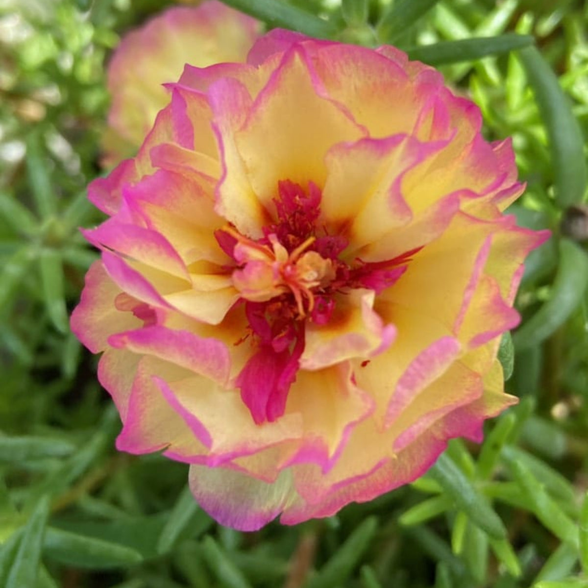 30-Yellow-Pink Bicolor Moss Rose-8183 Seeds