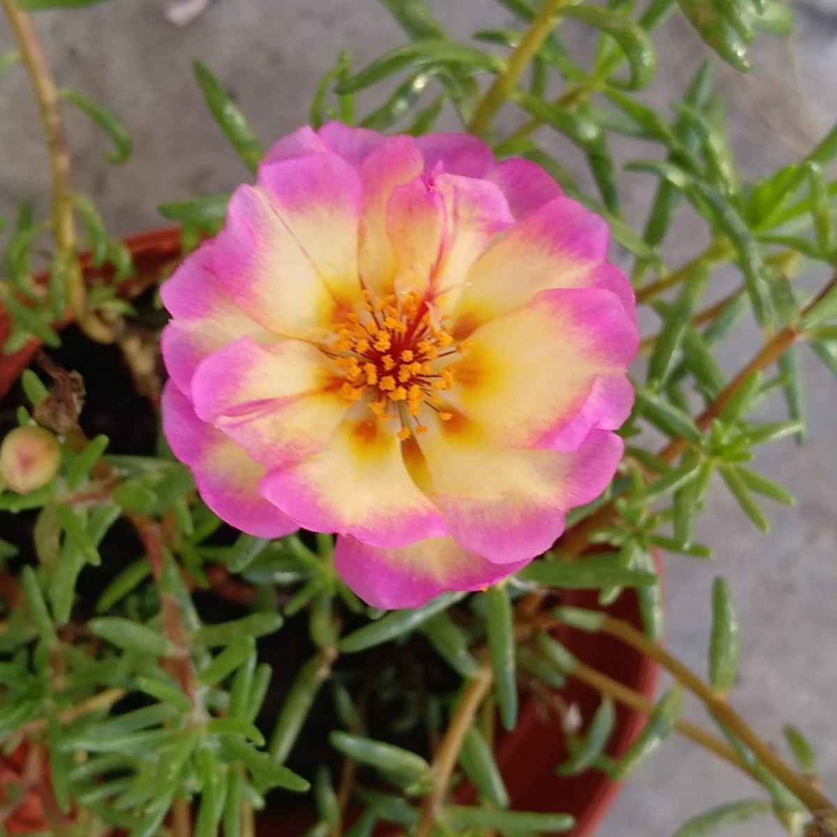 30-Yellow-Pink Bicolor Moss Rose-8183 Seeds