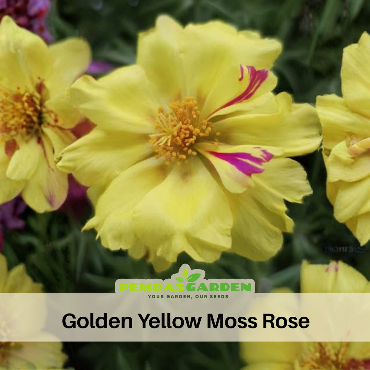 Portulaca Umbraticola 'Mojave Yellow' Seeds, 30 seeds