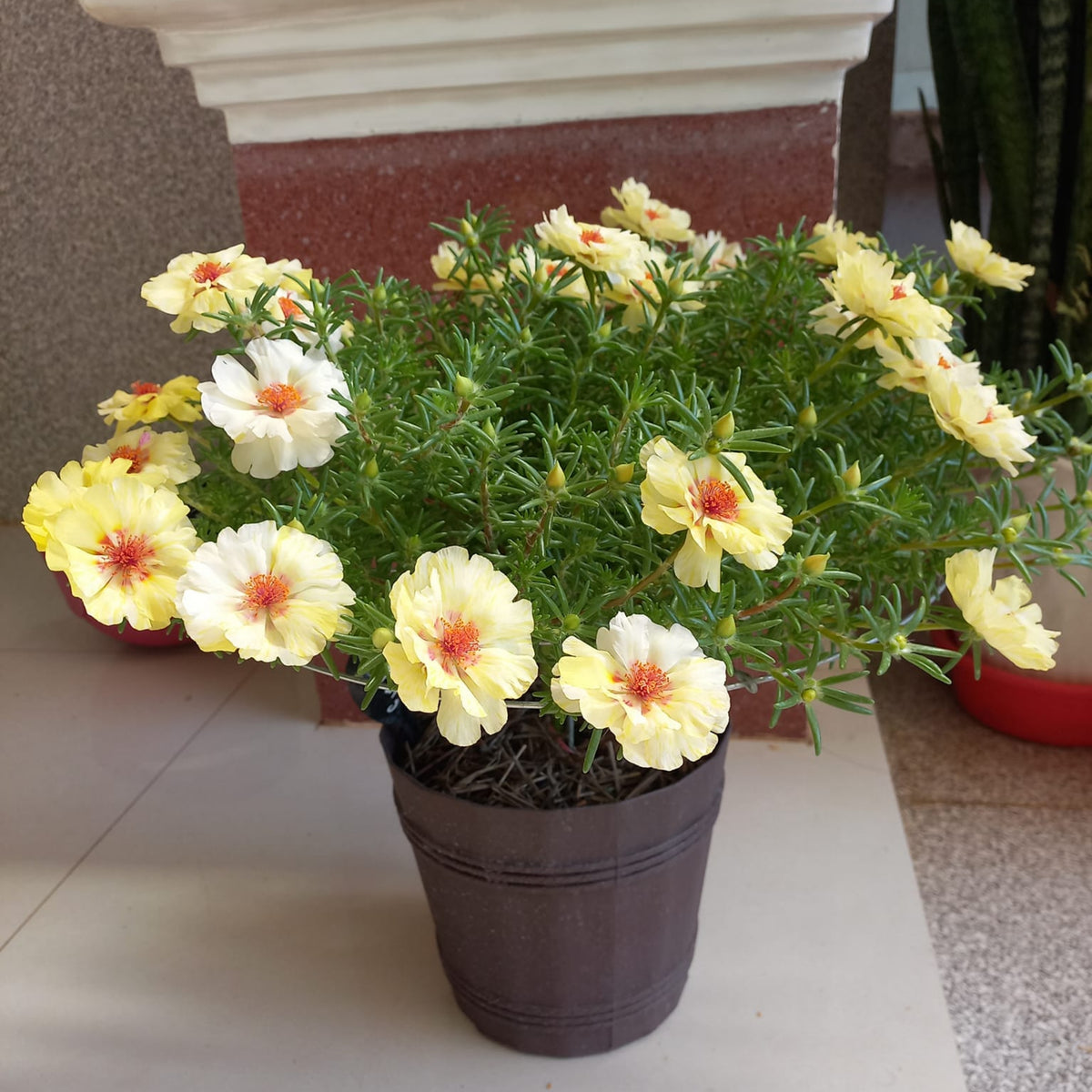 Portulaca Umbraticola 'Mojave Yellow' Seeds, 30 seeds