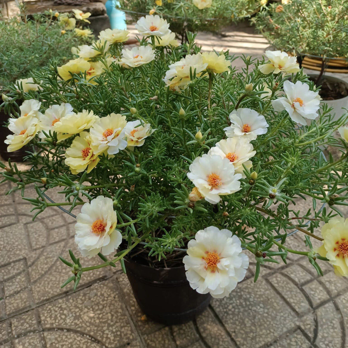 Portulaca Umbraticola 'Mojave Yellow' Seeds, 30 seeds