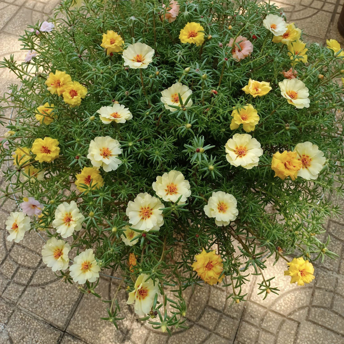 Portulaca Umbraticola 'Mojave Yellow' Seeds, 30 seeds