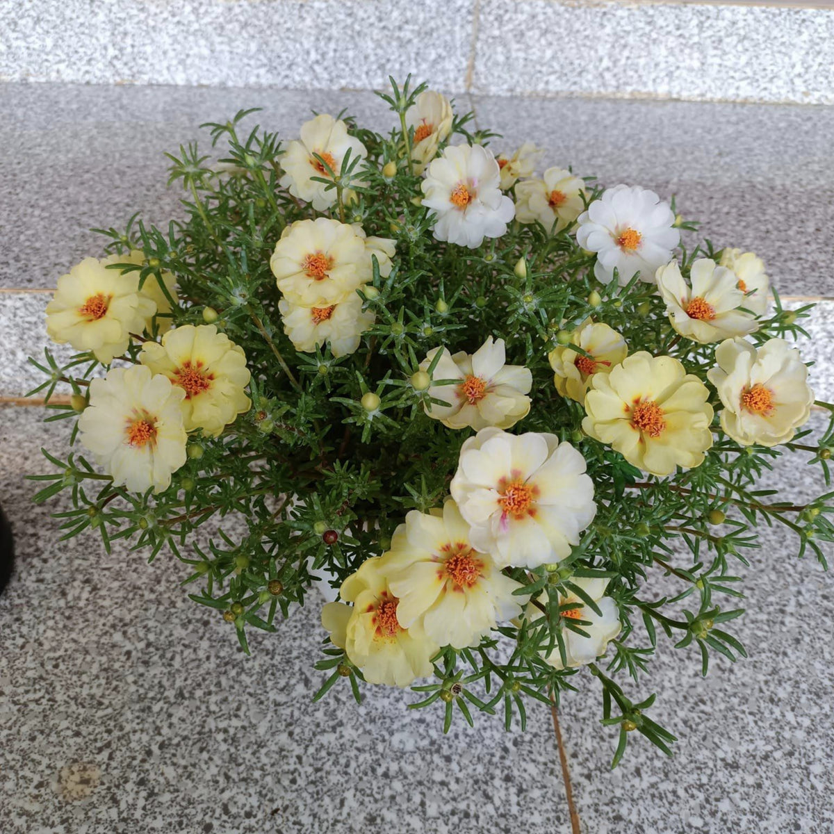 Portulaca Umbraticola 'Mojave Yellow' Seeds, 30 seeds