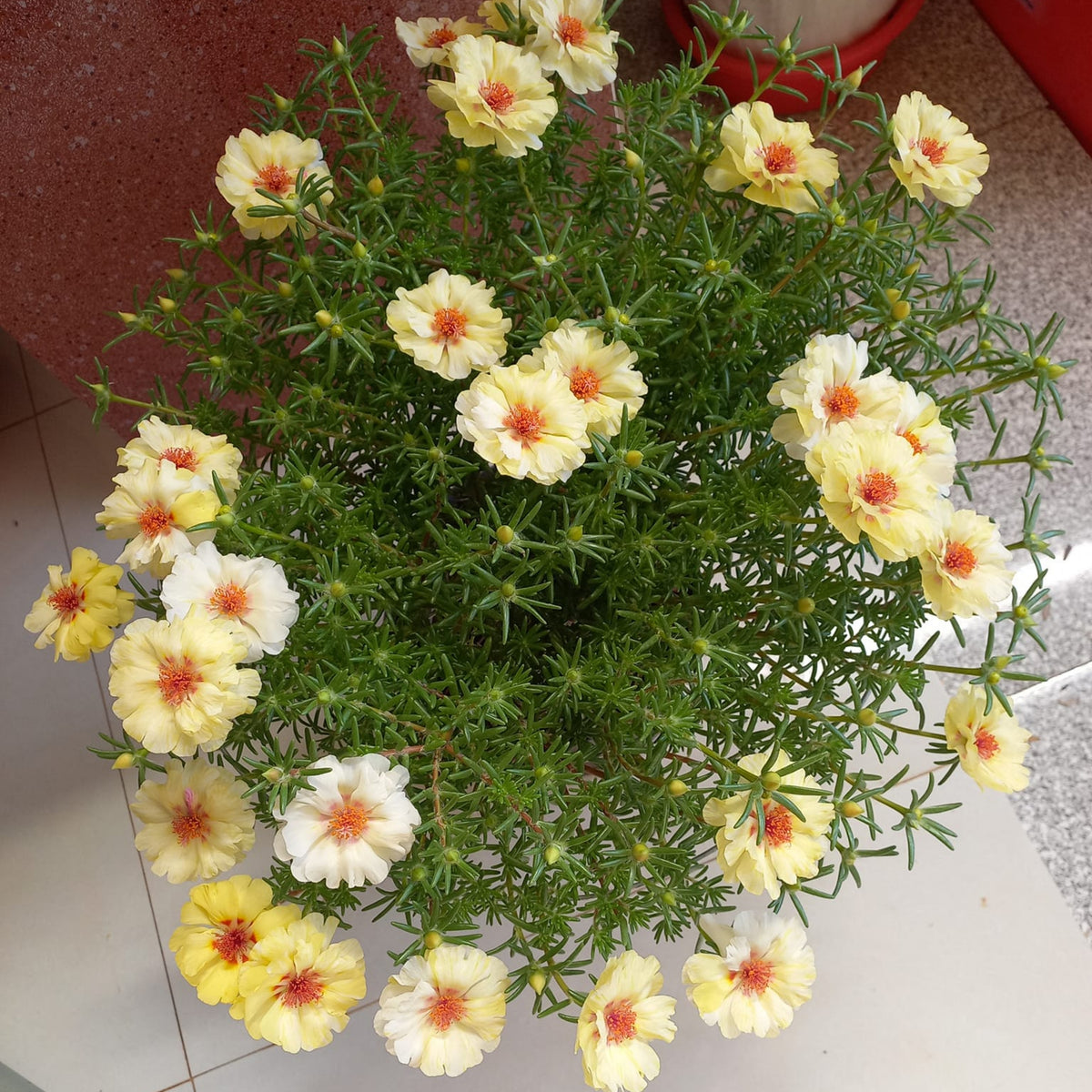 Portulaca Umbraticola 'Mojave Yellow' Seeds, 30 seeds