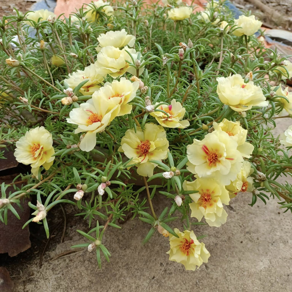 Portulaca Umbraticola 'Mojave Yellow' Seeds, 30 seeds