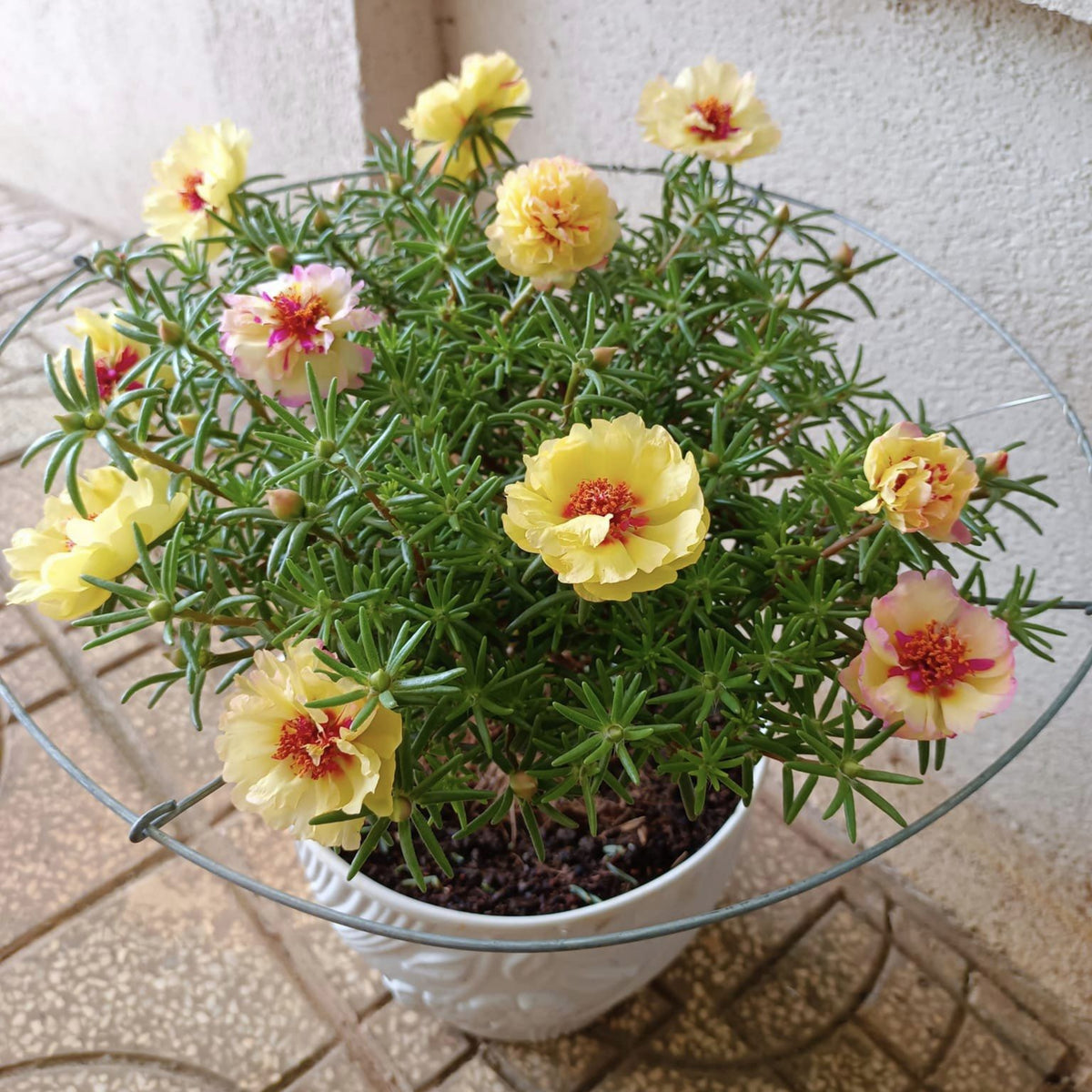 Portulaca Umbraticola 'Mojave Yellow' Seeds, 30 seeds