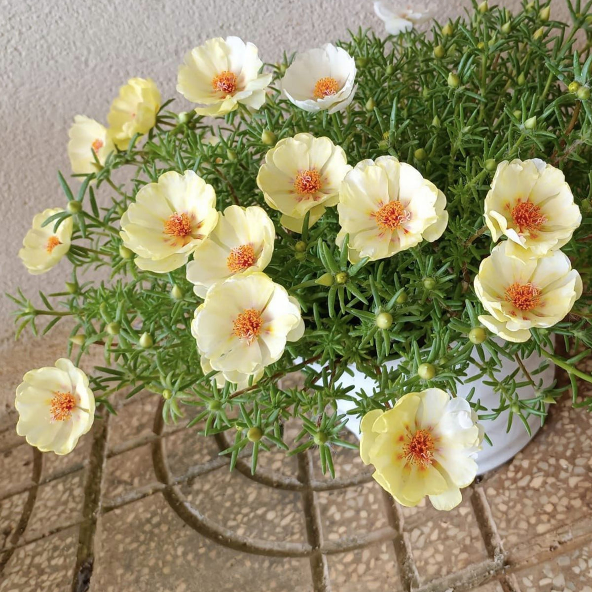 Portulaca Umbraticola 'Mojave Yellow' Seeds, 30 seeds