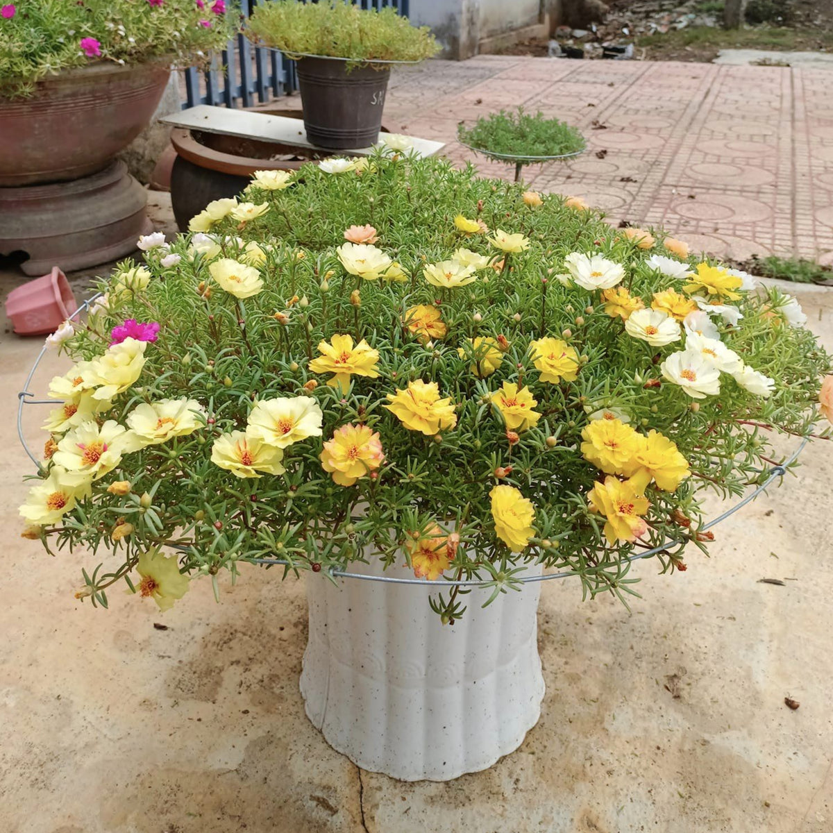 Portulaca Umbraticola 'Mojave Yellow' Seeds, 30 seeds