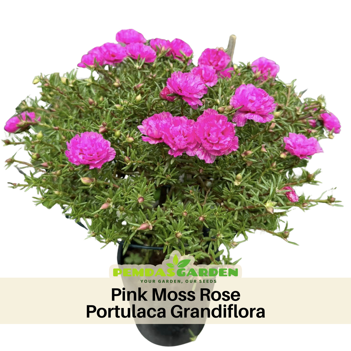 Portulaca Umbraticola 'Mojave® Pink' Seeds - Moss Rose Seeds, 30 seeds