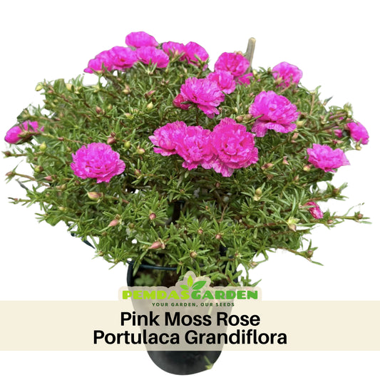 Portulaca Umbraticola 'Mojave® Pink' Seeds - Moss Rose Seeds, 30 seeds