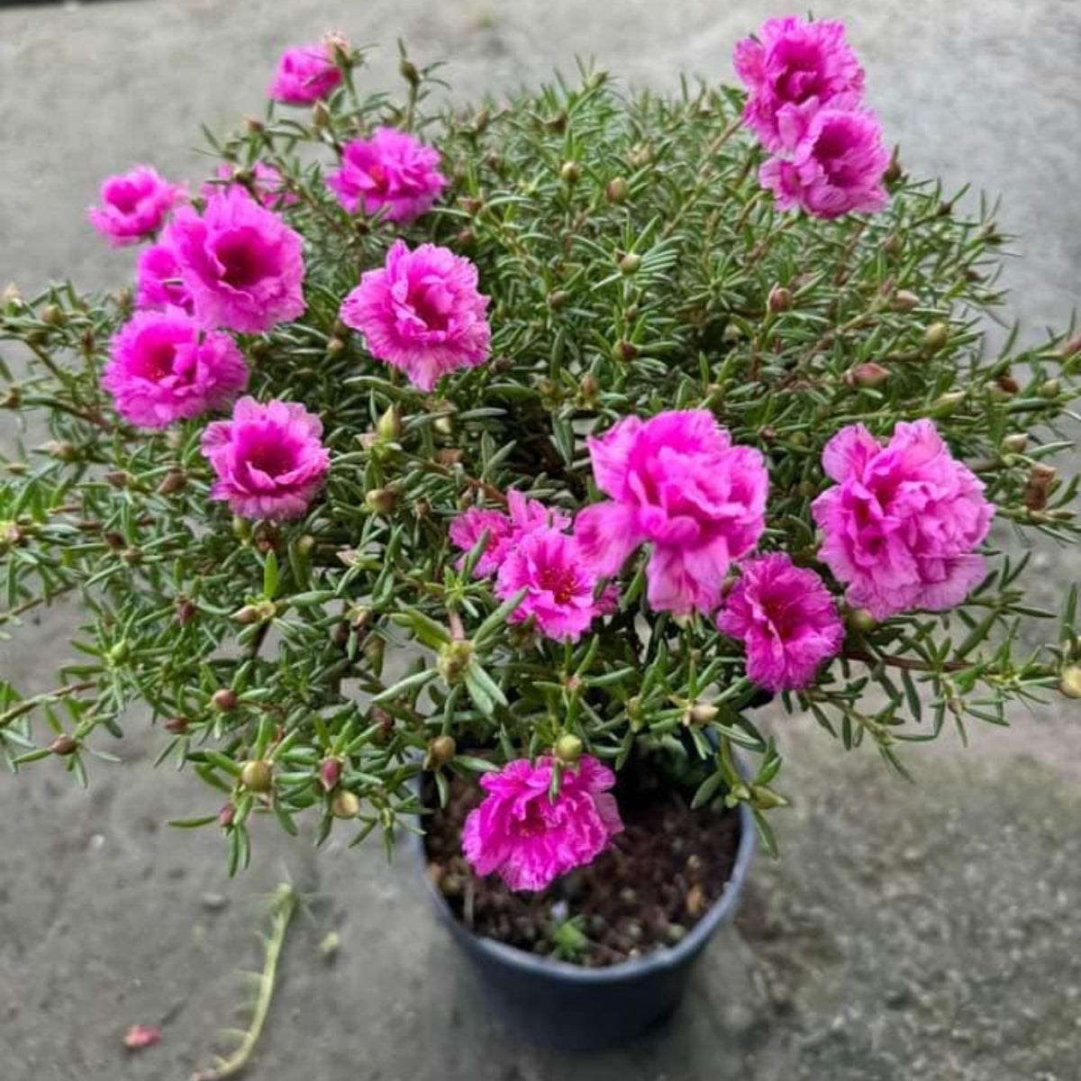 Portulaca Umbraticola 'Mojave® Pink' Seeds - Moss Rose Seeds, 30 seeds