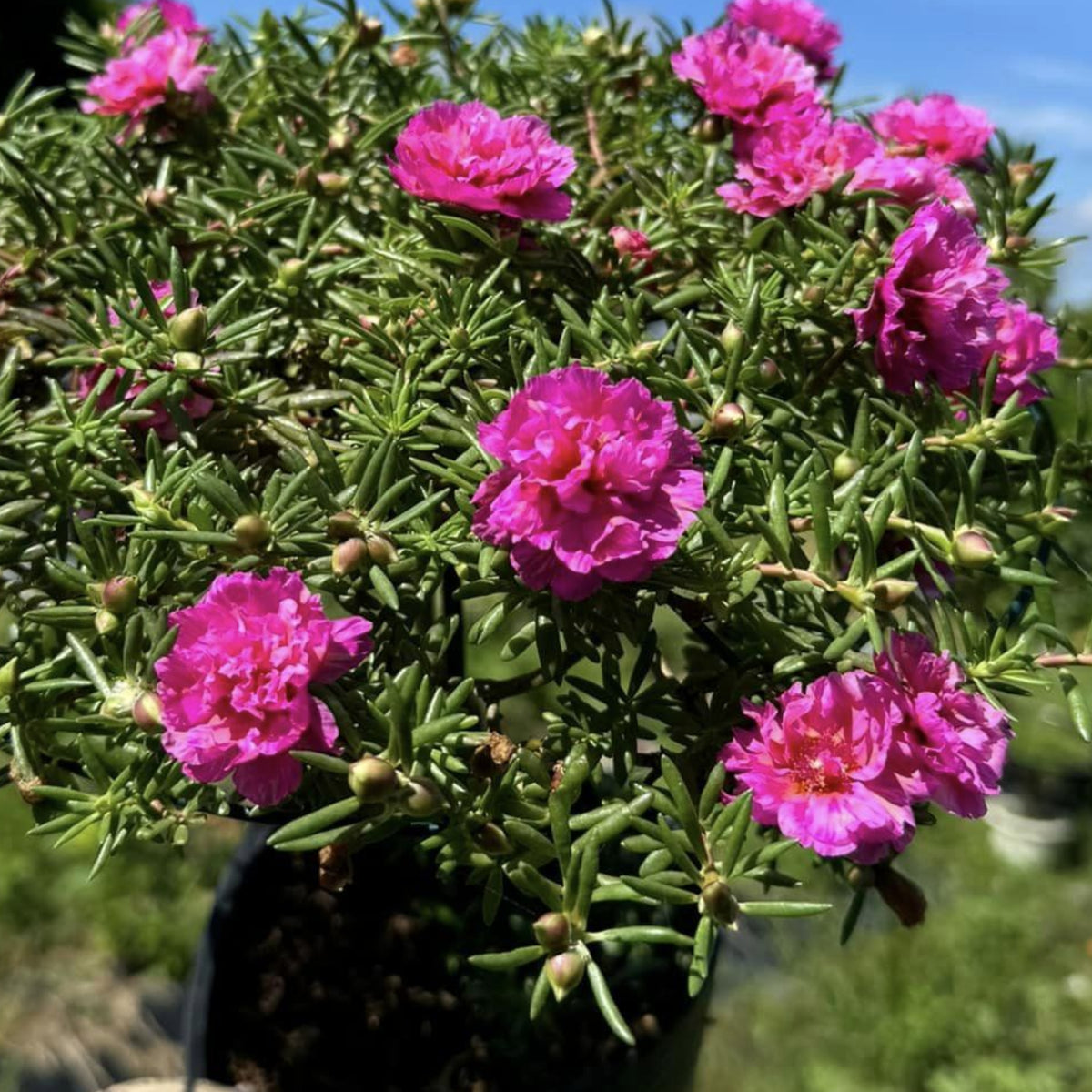 Portulaca Umbraticola 'Mojave® Pink' Seeds - Moss Rose Seeds, 30 seeds