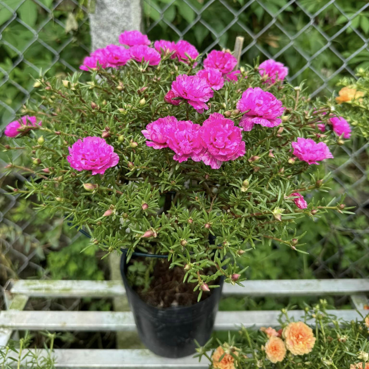 Portulaca Umbraticola 'Mojave® Pink' Seeds - Moss Rose Seeds, 30 seeds