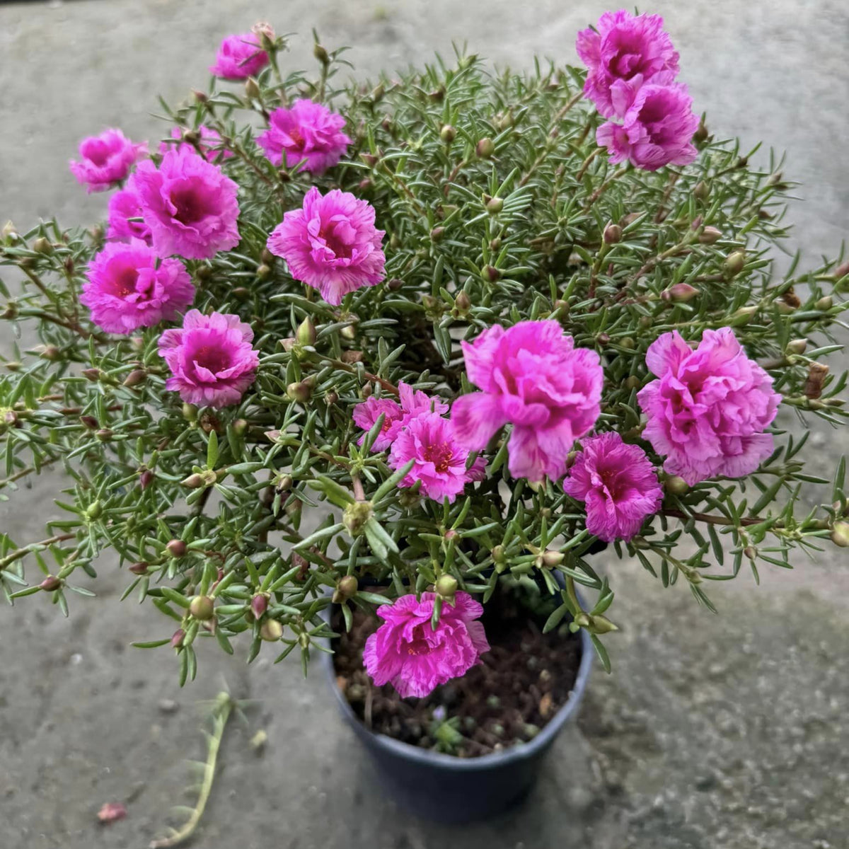 Portulaca Umbraticola 'Mojave® Pink' Seeds - Moss Rose Seeds, 30 seeds