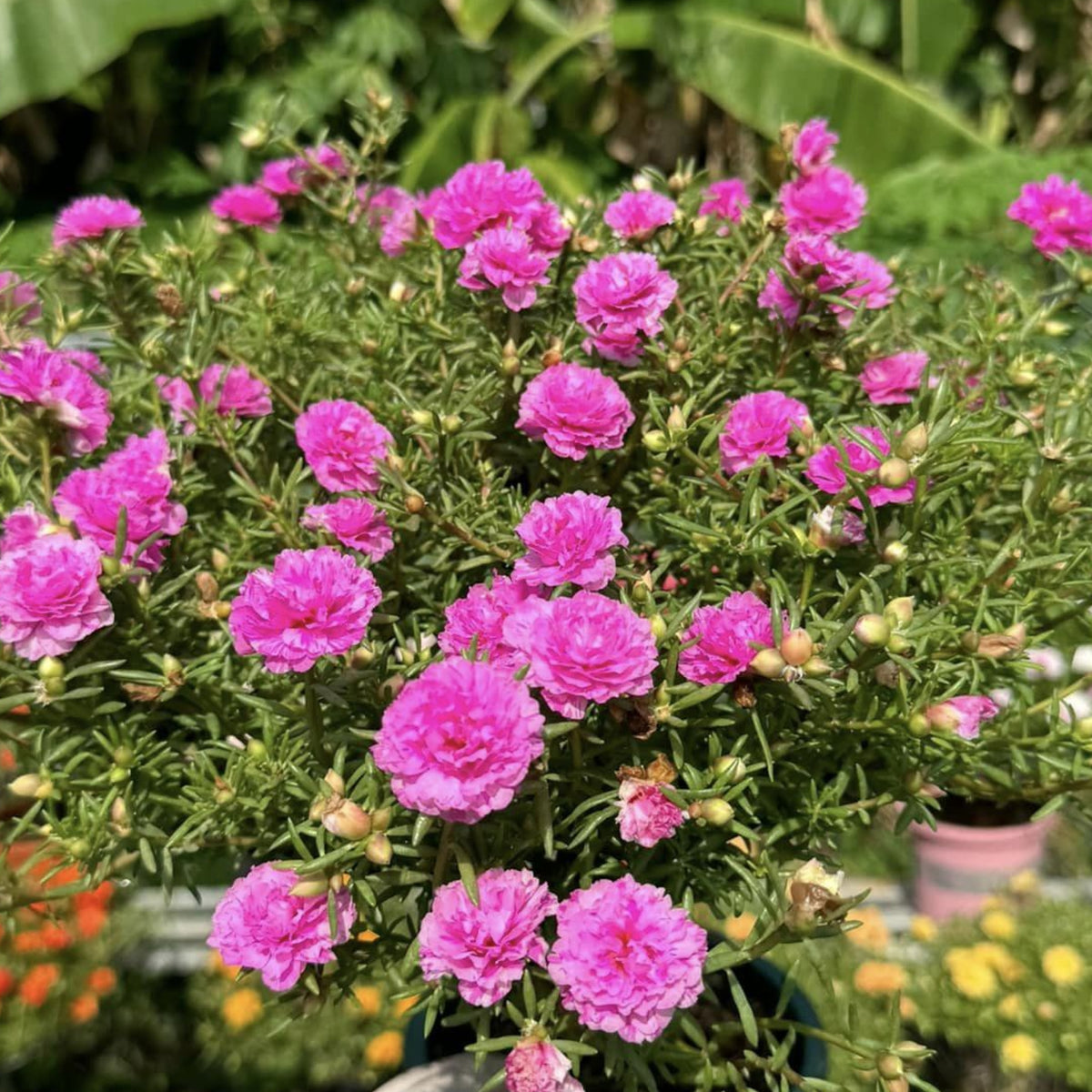 Portulaca Umbraticola 'Mojave® Pink' Seeds - Moss Rose Seeds, 30 seeds