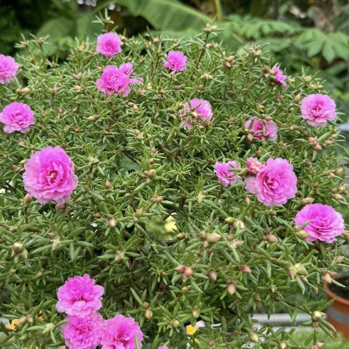 Portulaca Umbraticola 'Mojave® Pink' Seeds - Moss Rose Seeds, 30 seeds