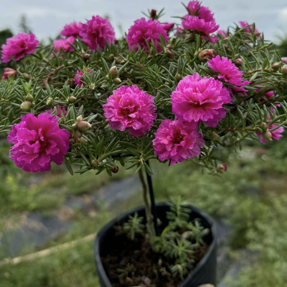 Portulaca Umbraticola 'Mojave® Pink' Seeds - Moss Rose Seeds, 30 seeds