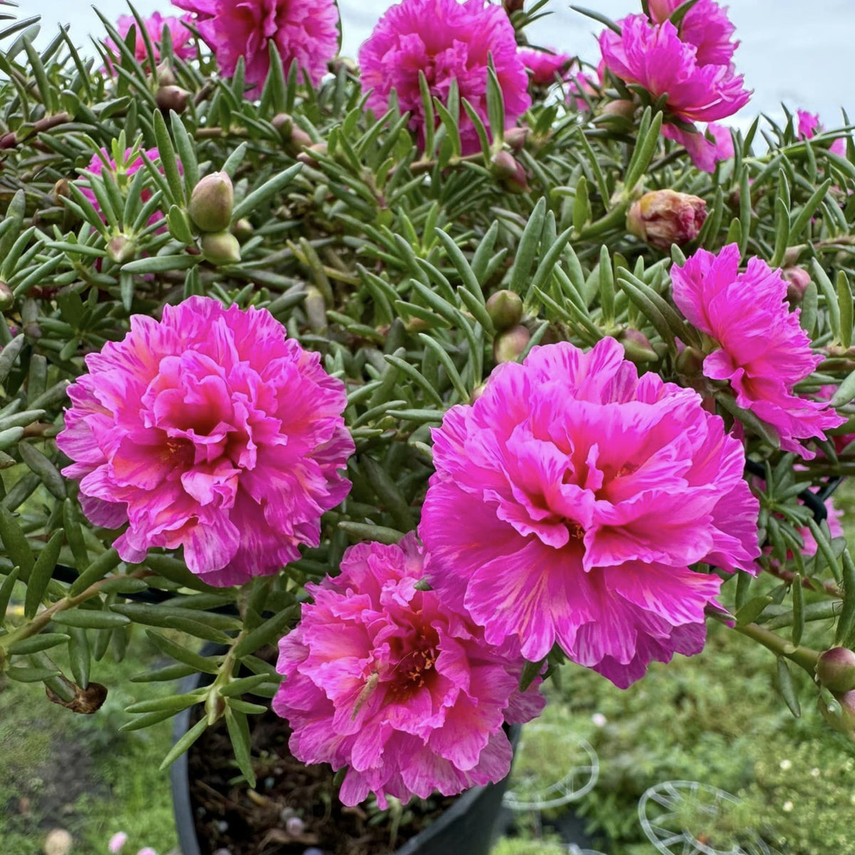 Portulaca Umbraticola 'Mojave® Pink' Seeds - Moss Rose Seeds, 30 seeds